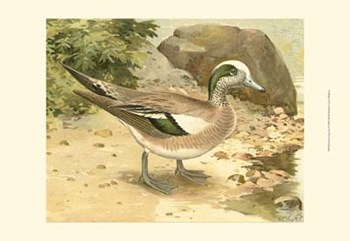 Green-wing Teal by John L. Ridgway art print