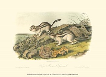 Marmot Squirrel by John Woodhouse Audubon art print