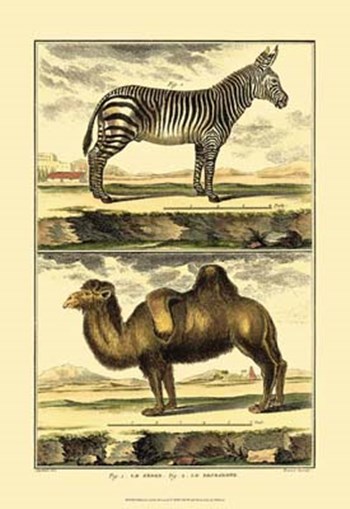 Zebra and Camel by Denis Diderot art print