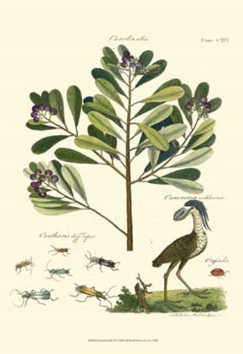 Naturalist Study II by Adam Schall Von Bell art print