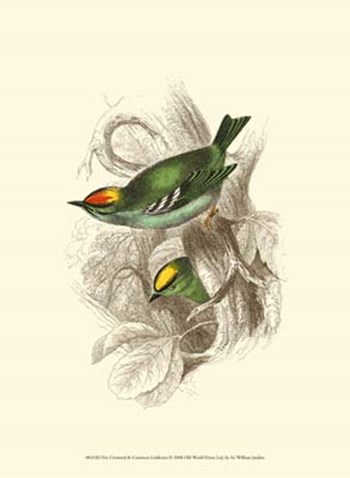 Fire-Crowned and Common Goldcrest by Sir William Jardine art print