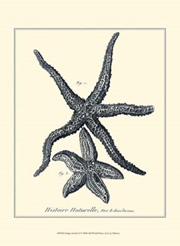 Indigo Starfish I by Denis Diderot art print