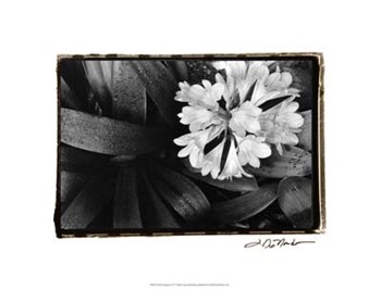 Floral Elegance IV by Laura Denardo art print