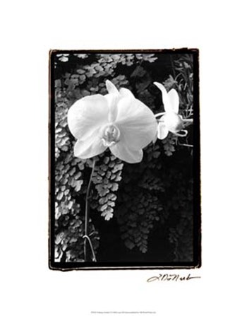 Striking Orchids I by Laura Denardo art print