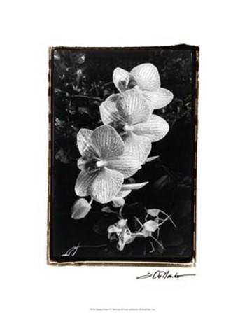 Striking Orchids II by Laura Denardo art print