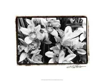 Striking Orchids III by Laura Denardo art print