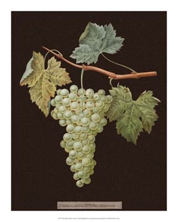 White Grapes by George Brookshaw art print