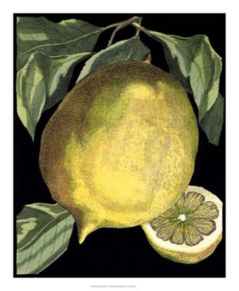 Fragrant Citrus I by Johan christoph Volkamer art print