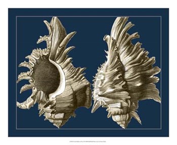 Conch Shells on Navy II by Vision Studio art print