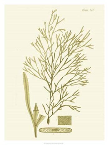 Dramatic Seaweed II by Vision Studio art print