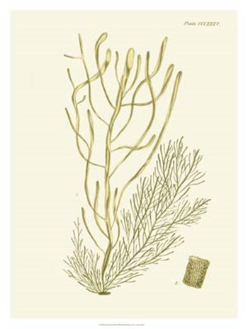 Dramatic Seaweed III by Vision Studio art print