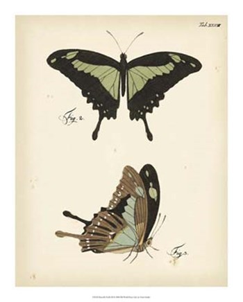Butterfly Profile III by Vision Studio art print