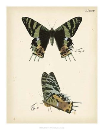 Butterfly Profile IV by Vision Studio art print