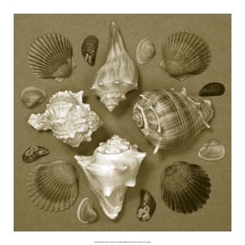 Shell Collector Series IV by Renee Stramel art print