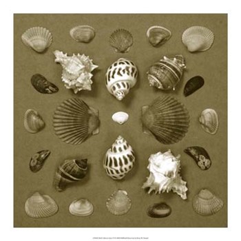 Shell Collector Series VI by Renee Stramel art print