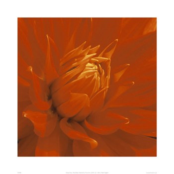 Dahlia by Edward Seiry art print