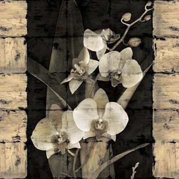 Orchids in Bloom II by John Seba art print