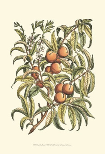 Peach Tree Branch by Duhamel De Monceau art print
