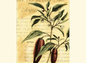 Red Pepper by Walter H. Fitch art print
