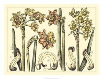 Narcissus in Bloom II by Claude Langlois art print