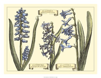 Hyacinth in Bloom by Claude Langlois art print