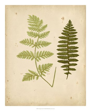 Cottage Ferns III by E.J. Lowe art print
