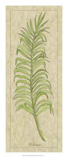 Palmae Leaf by Alicia Ludwig art print