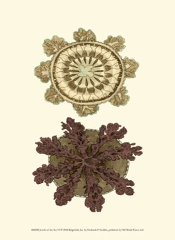 Jewels of the Sea VI by Frederick P. Nodder art print