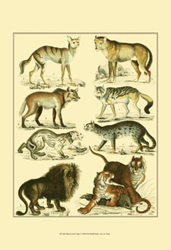 Lion &amp; Tiger by Oken art print