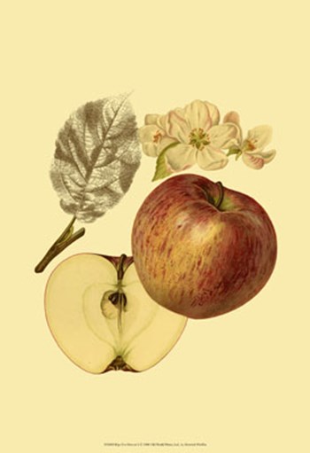 Ripe for Harvest I by Heinrich Pfeiffer art print