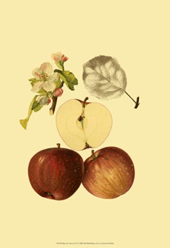 Ripe for Harvest IV by Heinrich Pfeiffer art print