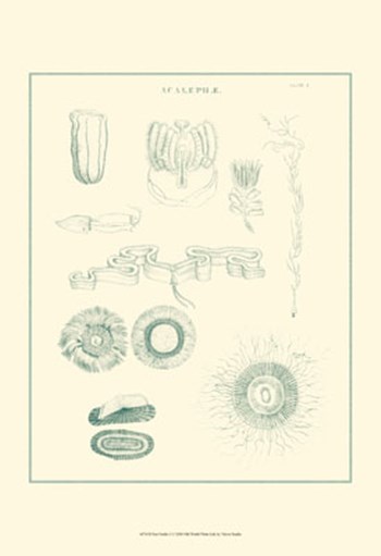 Sea Nettles I by Vision Studio art print