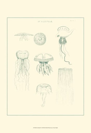 Sea Nettles II by Vision Studio art print