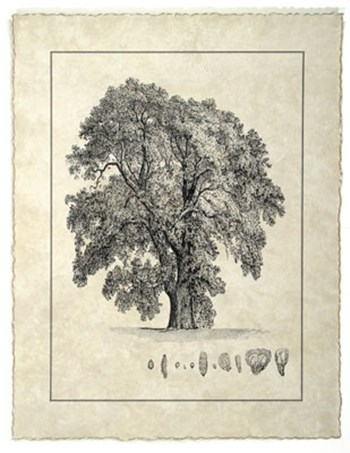 Vintage Tree IV by Vision Studio art print