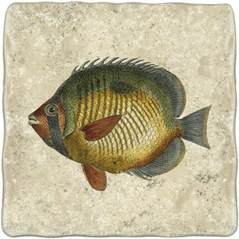 Butterfly Fish I by Vision Studio art print