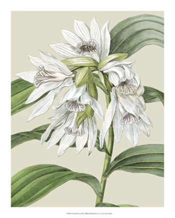 Orchid Blooms III by Vision Studio art print