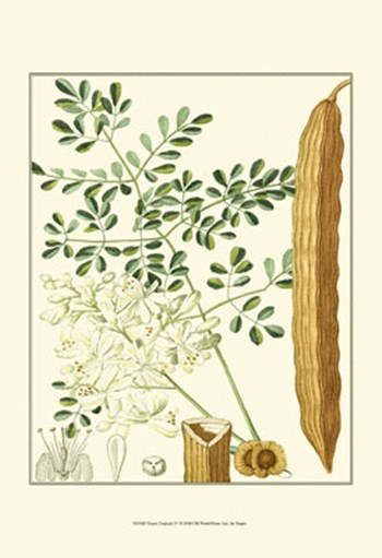 Tropicals IV by Pierre Jean Francois Turpin art print