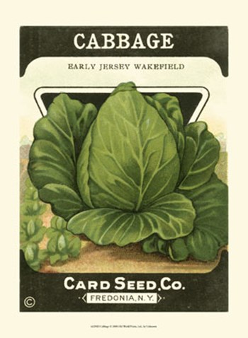 Cabbage art print