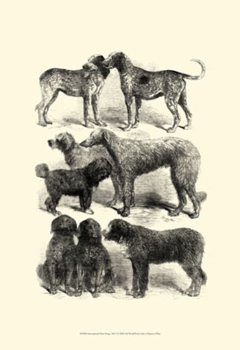 International Show Dogs, 1863  I by Harrison Weir art print