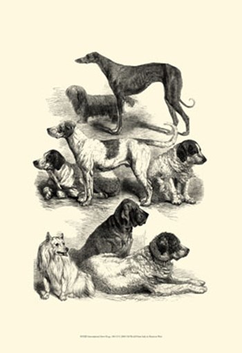 International Show Dogs, 1863  II by Harrison Weir art print