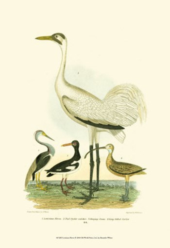 Louisiana Heron by Alexander Wilson art print