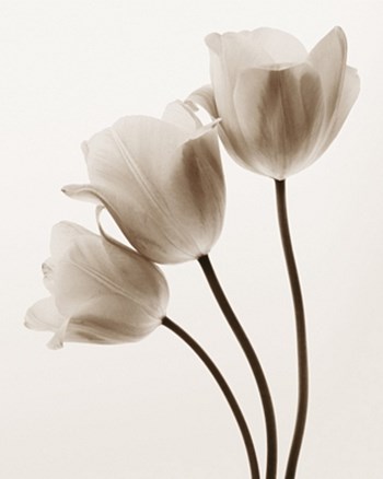 Composition with Three Tulips by Tim Smith art print