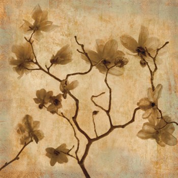 Magnolias I by Caroline Kelly art print