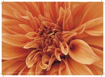 Mini Graphic Dahlia I by Rachel Perry art print