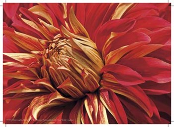 Mini Graphic Dahlia IV by Rachel Perry art print