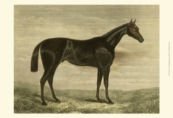 Pretender art print