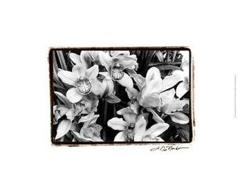 Striking Orchids III by Laura Denardo art print