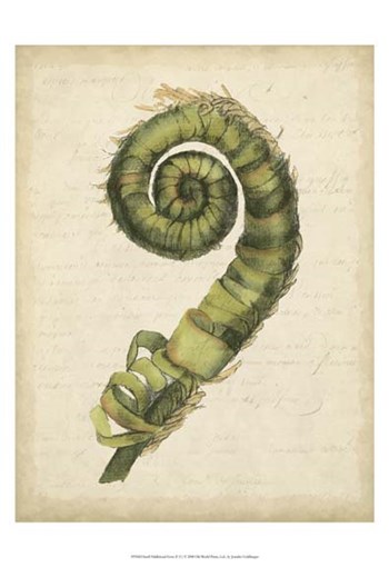 Small Fiddlehead Ferns II (U) by Jennifer Goldberger art print