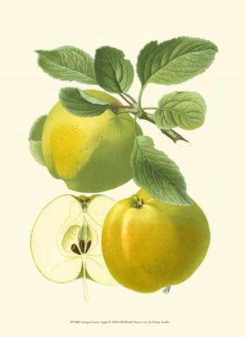 Antique Green Apple by Vision Studio art print