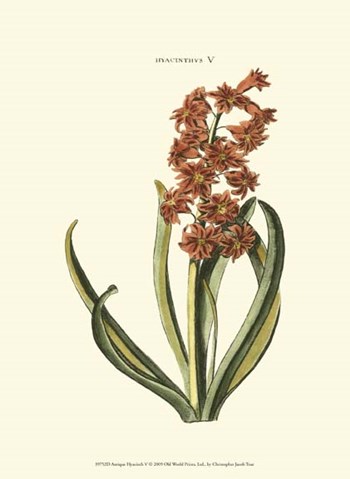 Antique Hyacinth V by Christoph Jacob Trew art print